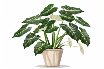 Wall Mural - Modern tropical Alocasia houseplant in stylish pot isolated on white, indoor gardening illustration