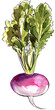 Turnips painted with watercolors on a white background. Colored watercolor 