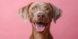Cute playful doggy or pet is playing and looking happy isolated on transparent background. Brown weimaraner young dog is posing. 