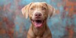 Cute playful doggy or pet is playing and looking happy isolated on transparent background. Brown weimaraner young dog is posing. Cute, happy crazy dog headshot smiling on transparent