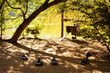 Resting geese and their houses in a park near a pond on a sunny day. Waterfowl watching