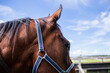 © Austockphoto - close up of a brown horse in a halter