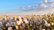 Sunlit summer field with mature cotton plants