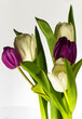 Bouquet of white and purple tulips, on a white background