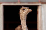 Fototapeta  - Ostrich stands tall on a wooden fence, surrounded by snow, at an ostrich farm in a serene winter setting.