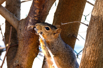 Wall Mural - The fox squirrel (Sciurus niger), also known as the eastern fox squirrel or Bryant's fox squirrel
