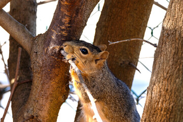 Canvas Print - The fox squirrel (Sciurus niger), also known as the eastern fox squirrel or Bryant's fox squirrel