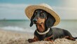 © Marko - dachshund in a straw hat resting on the beach