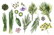 Sketch of food vegetables and herbs in watercolor and ink dill, onion, capers, poultry and spices