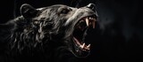 Fototapeta  - A side view portrait of an angry black bear, roaring and opening its mouth, revealing its sharp, powerful teeth and fangs. A wild, predatory animal against a dark background.
