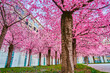 The bright blooming trees of Sakura (Japanese Cherry), Ticino, Switzerland