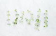 Thyme twigs on white marble background, top view