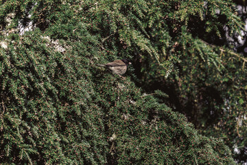 Canvas Print - the small bird has landed on the top of the green bush