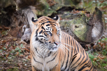 Wall Mural - Asian tiger is going in zoo habitat. He is waiting for animal caretaker.	
