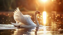   A White Swan Floats Atop The Water's Surface, Mirroring Its Reflection In The Tranquil Expanse Beneath Light Glints Off Its Back, Enhancing Its