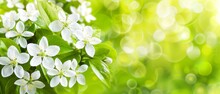   A Field Filled With White Flowers Atop Green Leaves Sunlight Filters Through, Illuminating From Behind