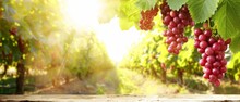  Grapes Dangle From A Vine Beneath Sun-filtered Trees