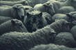 Illustration of a wolf in sheep's clothing among a flock of sheep, pretending to be a sheep.