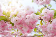 Sakura tree blossom, flowers with elegant petals blooming in spring fabulous green garden, mysterious fairy tale springtime floral sunny background with cherry bloom, beautiful nature landscape.