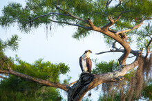 Osprey In A Tree At Blue Cypress Lake, Vero Beach, Florida.