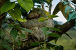sloth of Costa Rica 