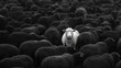 A lone white sheep stands tall among black sheep, embodying uniqueness and leadership in a conforming world