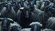 Amidst the uniformity, a black sheep asserts its presence as a leader, celebrating diversity and unique traits