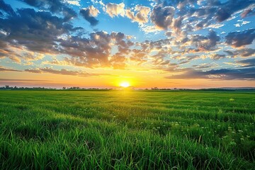 Wall Mural - Sunrise over the green field