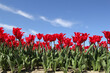 a row beautiful beautiful red tulips closeup and a blue sky