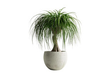 Modern Touch: Ponytail Palm In Concrete Planter On White Background