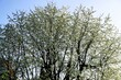 Große hohe Kirschbaumkrone vor Himmel bei Sonne am Morgen im Frühling