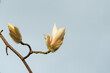 Spring macro of bud white Magnolia kobus (Kobushi) flower on blurred blue background. Selective focus. There is a place for your text right. Nature concept for design