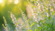 Blooming ragweed triggers allergies for sensitive individuals during the warm season