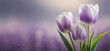 Tulipes, fleurs violettes. Fond floral. 
Papier peint fleuri