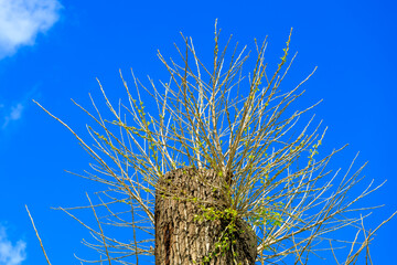 Wall Mural - A tree with no leaves is growing out of a stump