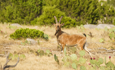 nubian ibex