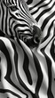 Close Up of a Black and White Zebra