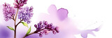 Fototapeta Storczyk - a banner with a watercolor image of beautiful spring flowers, copy space, lilac bush