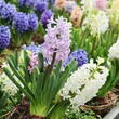 hyacinth flowers in the garden