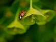 Ladybird insect on a Plant