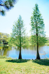 Sticker - Beautiful Florida Landscape in spring	
