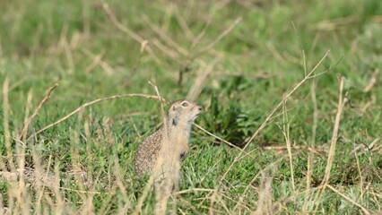 Wall Mural - Ground squirrel Spermophilus pygmaeus standing in the grass in the wild. Close up.