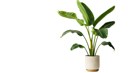 potted banana plant isolated on white background