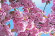 Beautiful pink Sakura flowers in spring season under blue sky. Floral background