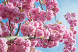 Fototapeta Miasto - Beautiful pink Sakura flowers in spring season under blue sky. Floral background