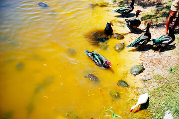 Wall Mural - duck, ibis, and turtle are swimming and fight for food in a pond