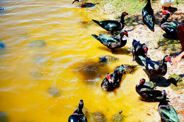 Wall Mural - duck, ibis, and turtle are swimming and fight for food in a pond