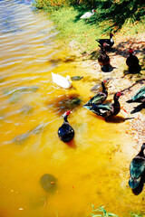 Wall Mural - duck, ibis, and turtle are swimming and fight for food in a pond