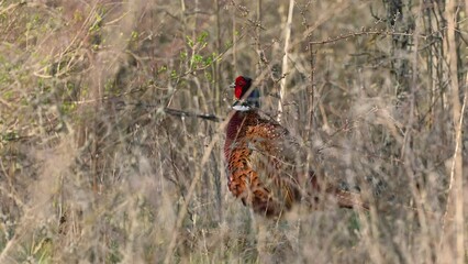 Wall Mural - Male common pheasant Phasianus colchicus in the wild. The bird shakes its feathers raises its tail and screams. Close up.