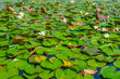 Water lilies floating at lake Bled in Slovenia